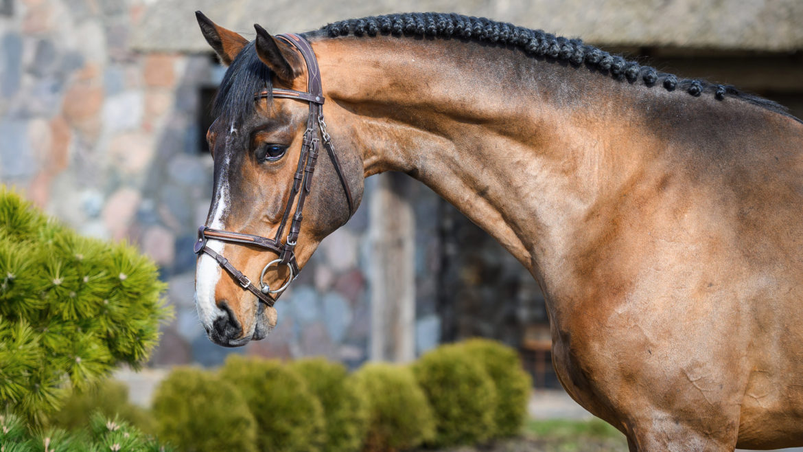 Horses born in 2023