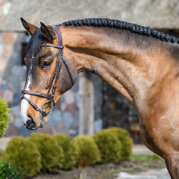 Horses born in 2023