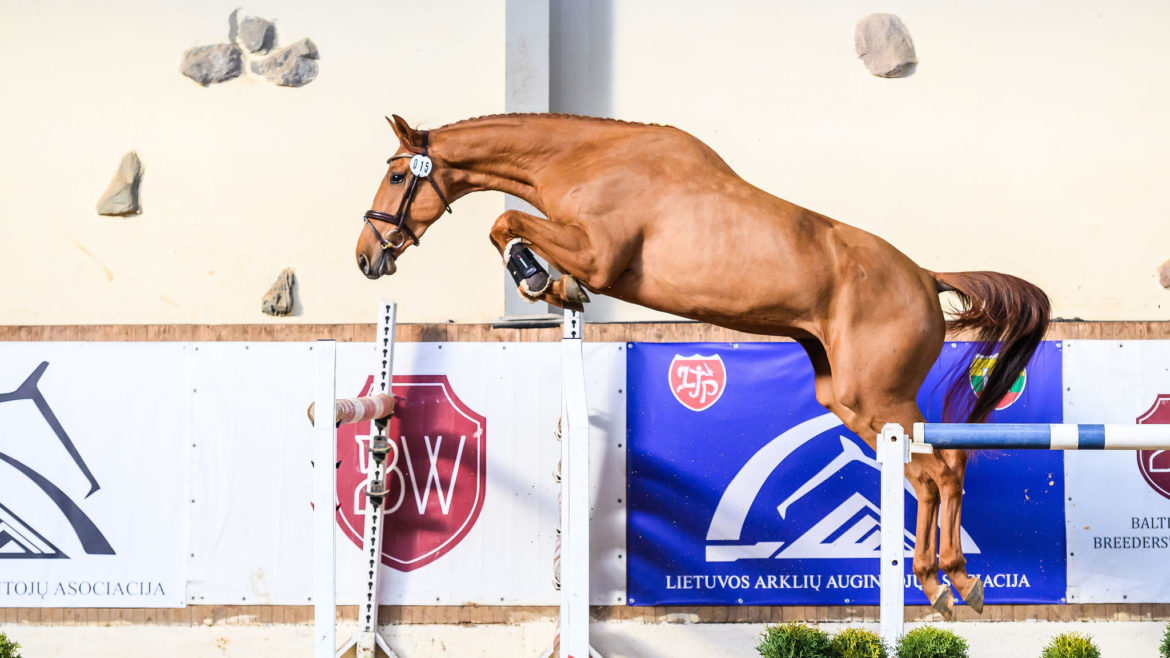Horses born in 2022