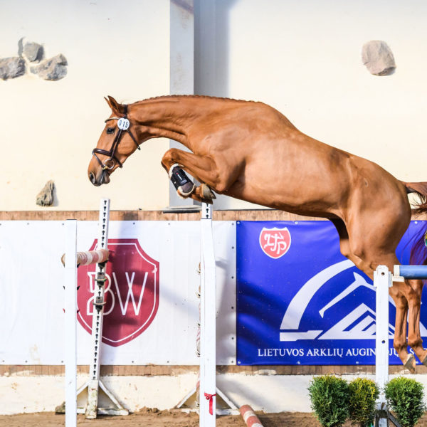 Horses born in 2022