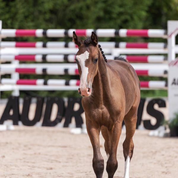 Horses born in 2024