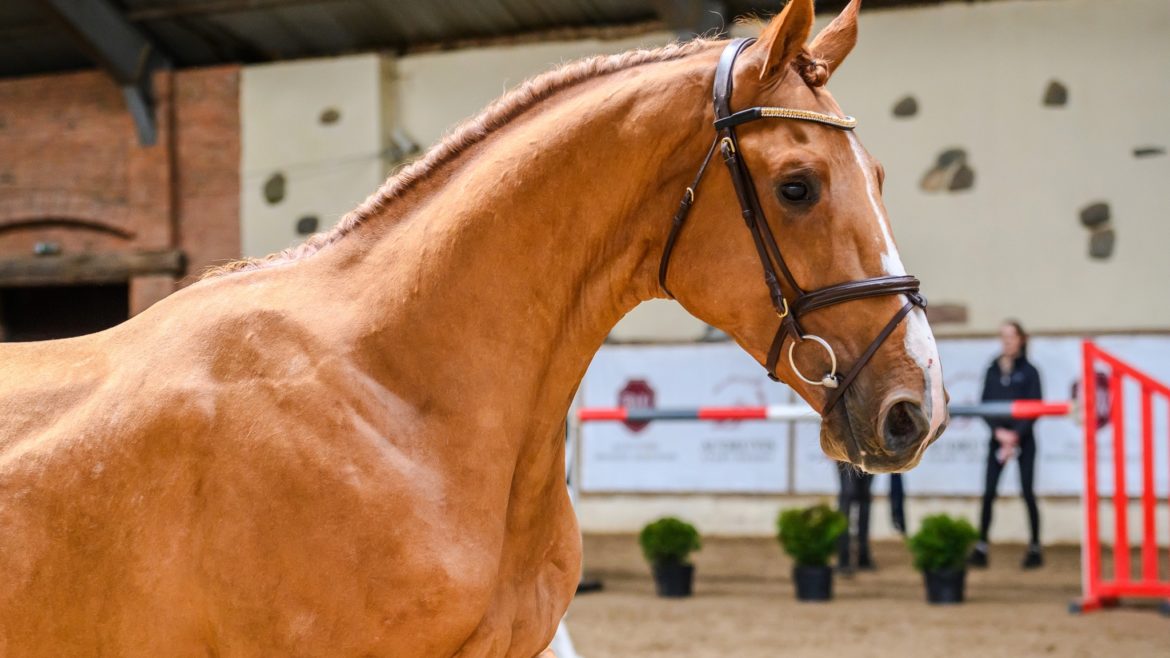 Horses born in 2021