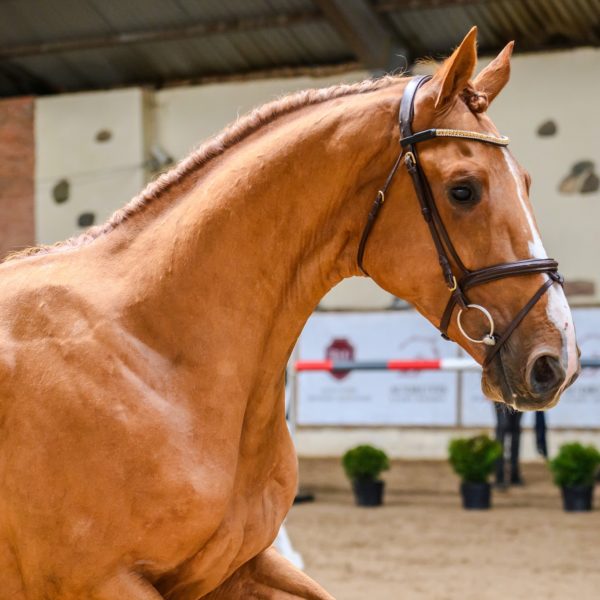 Horses born in 2021