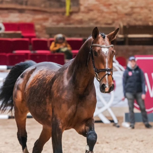 Perla Dola VBT